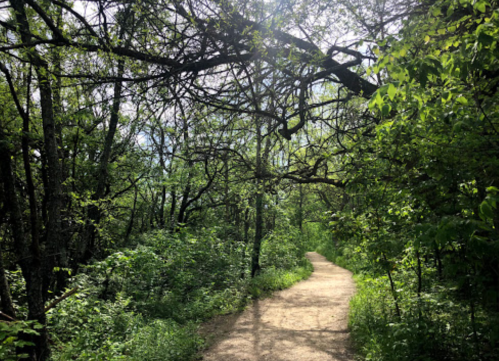 A winding dirt path through a lush green forest with trees and sunlight filtering through the branches.