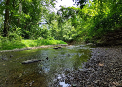 A serene stream flows through a lush green landscape, surrounded by trees and rocky banks under a clear blue sky.