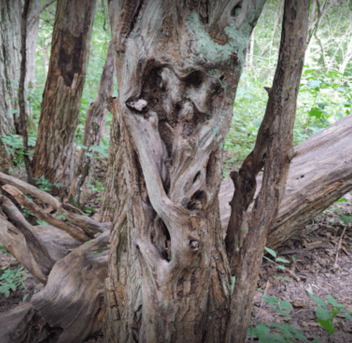 A close-up of a textured tree trunk with intricate patterns, surrounded by lush green foliage in a forest.