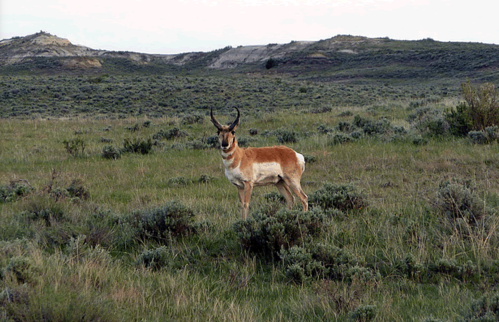 A pronghorn antelope stands in a grassy field with rolling hills in the background.