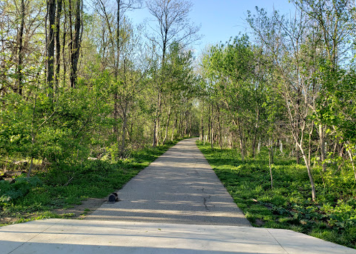A paved path through a lush green forest, surrounded by trees and plants under a clear blue sky.