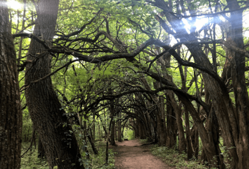 A serene forest path lined with tall trees and intertwining branches, creating a natural archway of greenery.