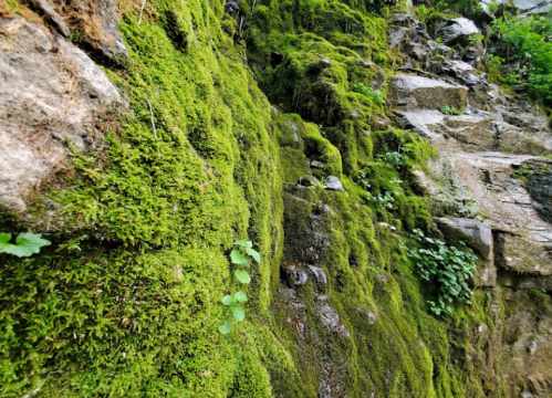 Lush green moss covers a rocky surface, creating a vibrant, textured natural landscape.