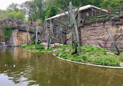 A serene pond with ducks, surrounded by rocky cliffs and wooden structures, with people in the background under a tent.