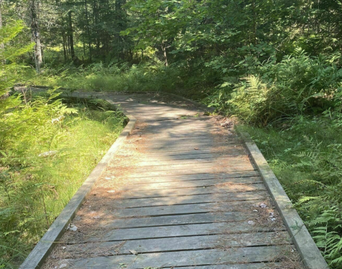 A wooden boardwalk winding through a lush green forest with ferns and trees on either side.