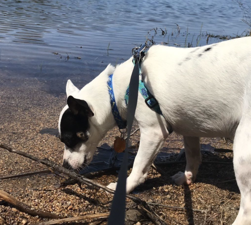 A white dog with black spots sniffs the ground near a calm body of water, surrounded by sticks and pebbles.