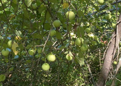 A close-up of a tree branch laden with green apples surrounded by lush green leaves.