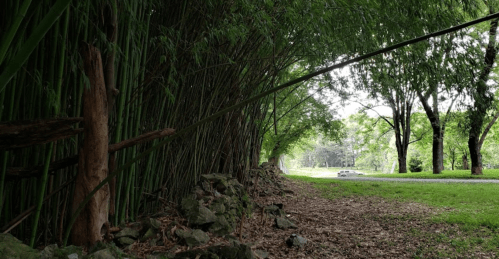 A serene pathway lined with bamboo and trees, leading to a distant road under a cloudy sky.