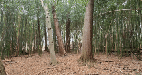 A serene forest scene with tall trees and dense bamboo, surrounded by a carpet of fallen leaves.