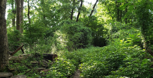 Lush green forest scene with dense foliage and trees, creating a serene, natural pathway.
