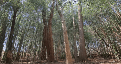 A dense forest of tall eucalyptus trees with sunlight filtering through the leaves.