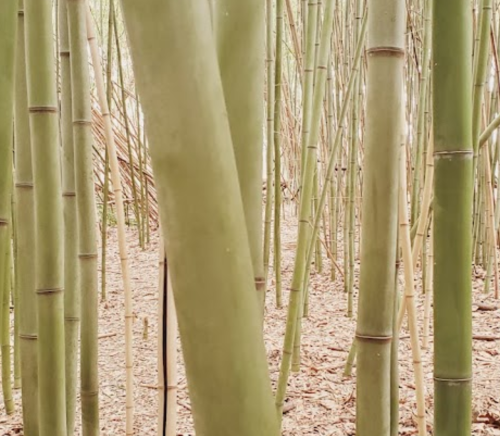 A dense bamboo forest with tall green stalks and scattered leaves on the ground.