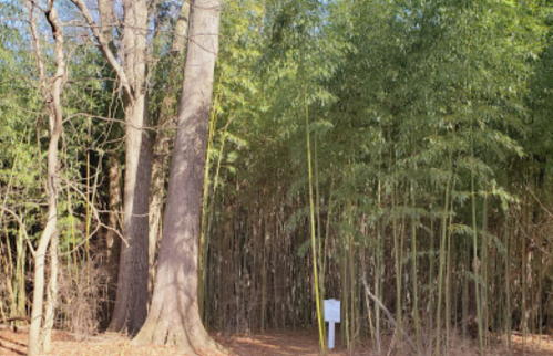 A forest scene featuring a large tree beside a dense bamboo grove and a sign on the ground.