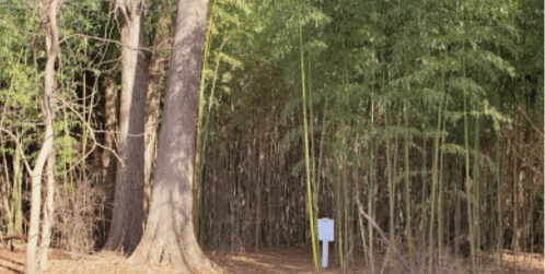 A serene forest scene featuring tall trees and bamboo, with a white sign partially visible on the ground.
