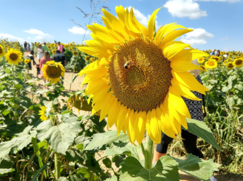 A close-up of a vibrant sunflower with a bee, surrounded by a field of sunflowers and people in the background.