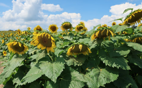 A field of sunflowers with drooping heads under a blue sky with fluffy clouds.