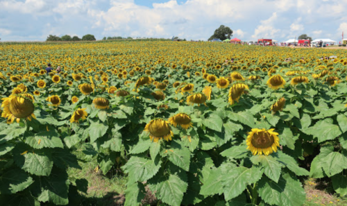 A vibrant field of sunflowers under a blue sky, with a distant view of people and tents in the background.