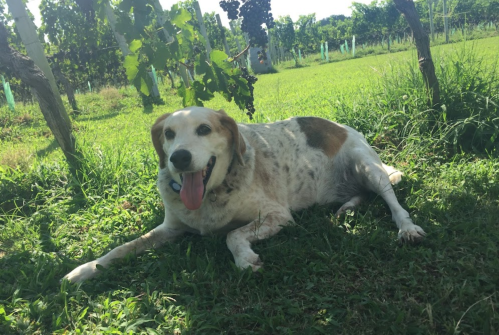 A happy dog lying on green grass in a vineyard, surrounded by grapevines and sunlight.
