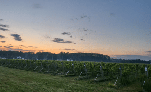 A serene vineyard at sunset, with rows of grapevines and a colorful sky in the background.