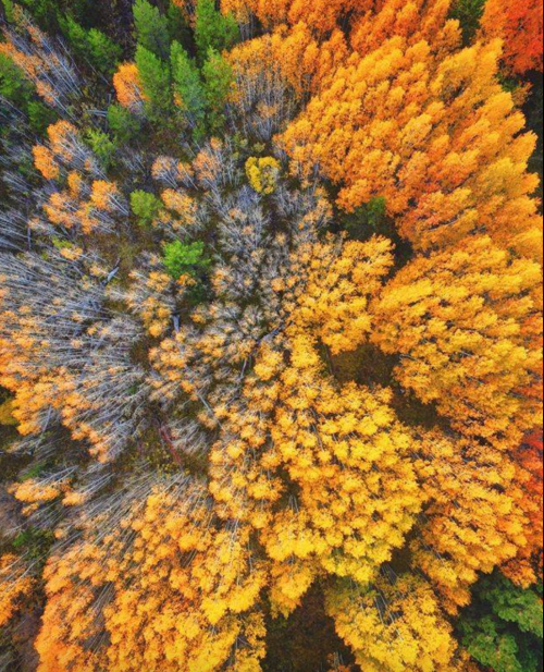 Aerial view of a vibrant forest in autumn, showcasing a mix of orange, yellow, and green foliage.