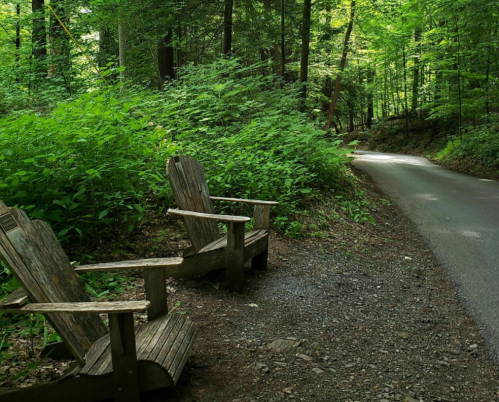 Two wooden chairs sit beside a gravel path, surrounded by lush green foliage in a serene forest setting.