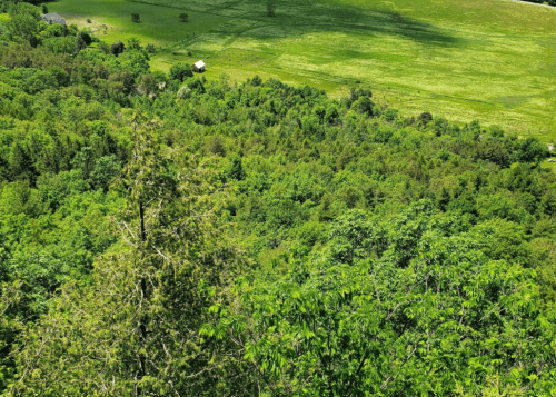 A lush green landscape with trees and a small building in a field, viewed from a height.