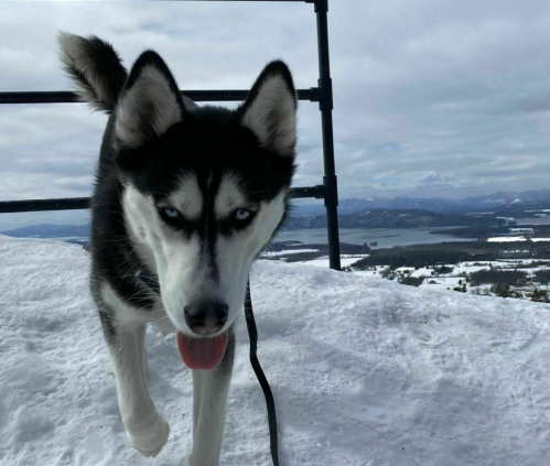 A black and white husky walks on snow with a scenic mountain view in the background.