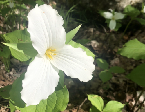 A close-up of a white trillium flower with yellow stamens, surrounded by green leaves in a natural setting.