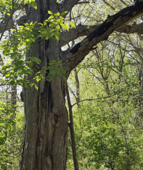 A large tree with a textured trunk and green leaves, surrounded by a lush forest in bright daylight.