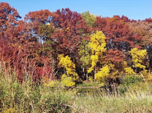 Vibrant autumn trees with red, orange, and yellow leaves against a clear blue sky. Grassy foreground.