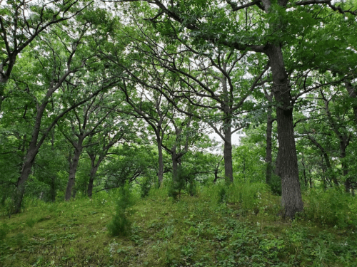 A lush green forest with tall trees and dense foliage under a cloudy sky.