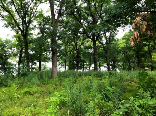 Lush green forest with tall trees and dense undergrowth, creating a serene natural landscape.