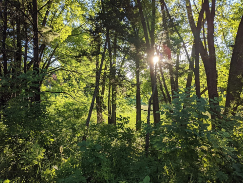 Sunlight filters through lush green trees in a serene forest, creating a peaceful and vibrant atmosphere.