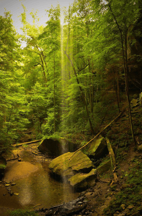 A serene forest scene featuring a waterfall cascading into a rocky stream, surrounded by lush green trees.