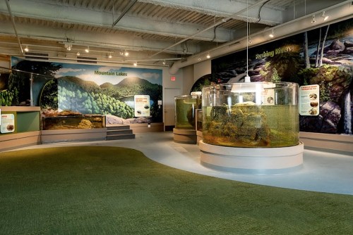 Interior of an aquarium exhibit featuring large tanks, nature murals, and green carpeted flooring.