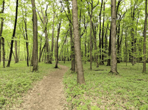 A serene forest path winding through lush green trees and vibrant undergrowth.