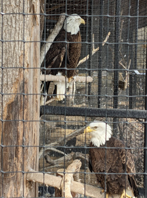 Two bald eagles perched on branches inside a cage, with a wooden structure in the background.