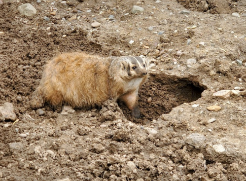 A badger stands on a dirt mound near its burrow, surrounded by loose soil and rocks.