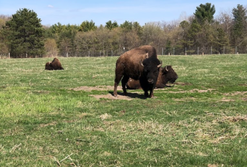A group of bison grazing in a grassy field with trees in the background on a sunny day.