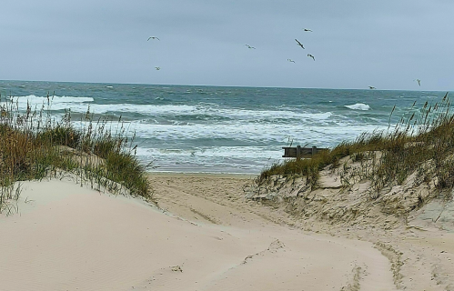 A sandy path leads to a beach with waves and a cloudy sky, framed by tall grass and seagulls flying above.