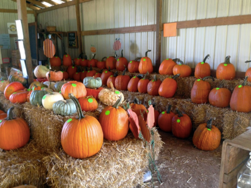 A barn filled with various pumpkins on straw bales, showcasing a mix of orange and green pumpkins.