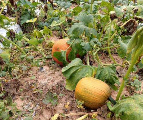 Two pumpkins growing among green leaves in a garden.