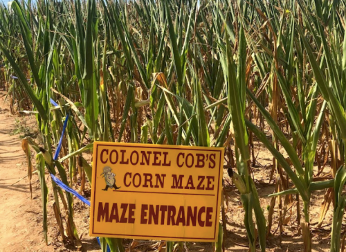 Sign for "Colonel Cob's Corn Maze" at the entrance, surrounded by tall corn stalks in a sunny field.