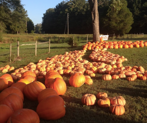 A field scattered with numerous orange pumpkins under a clear blue sky, surrounded by trees and a fence.