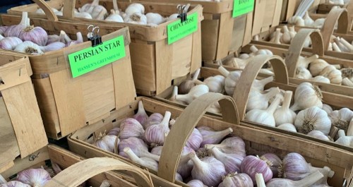 Baskets of various garlic types at a market, labeled with names like "Persian Star" and "Chesnok."
