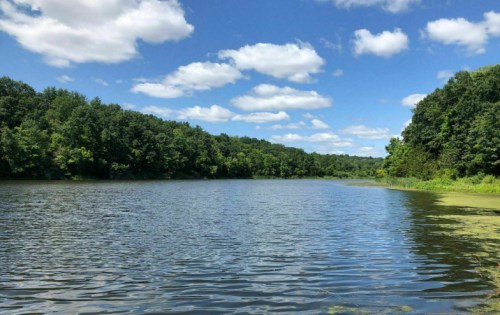 A serene lake surrounded by lush green trees under a bright blue sky with fluffy white clouds.
