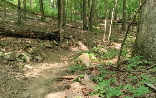 A winding dirt trail through a lush green forest, surrounded by trees and scattered rocks.