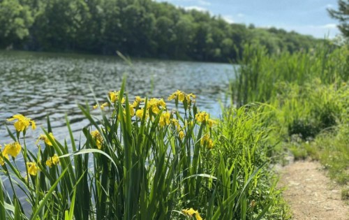 A serene lakeside scene with yellow flowers and lush green grass under a clear blue sky.
