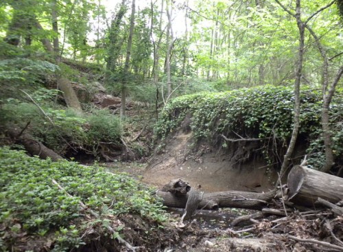 A serene forest scene with lush greenery, fallen logs, and a small, dry creek bed surrounded by trees.