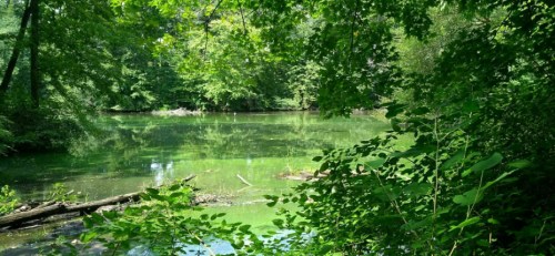 Lush green trees surround a calm, reflective pond with scattered logs and foliage in a serene natural setting.